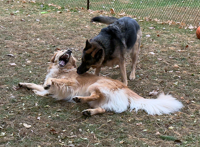Chase and Lexi playing.