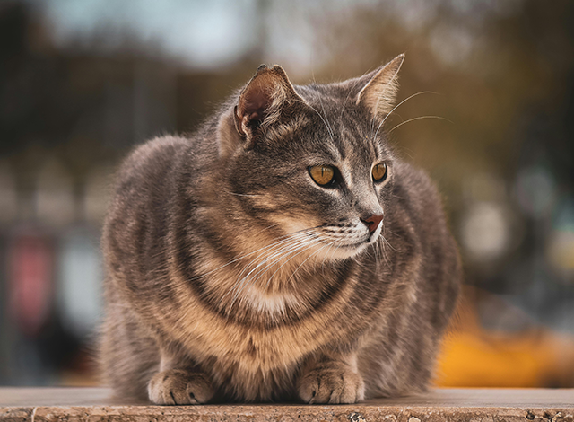 stray cat