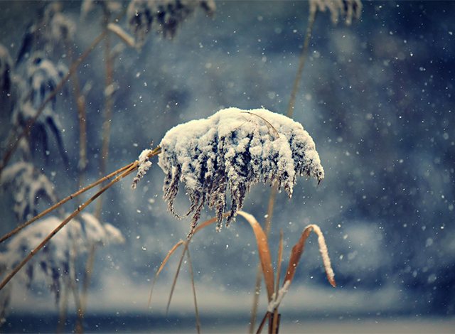 Phragmites
