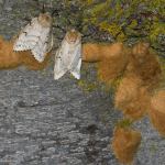 Volunteer group takes on LDD Moth egg clusters in Perth parks