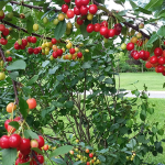 The Frugal Gardener