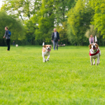 Dog park gets another walk