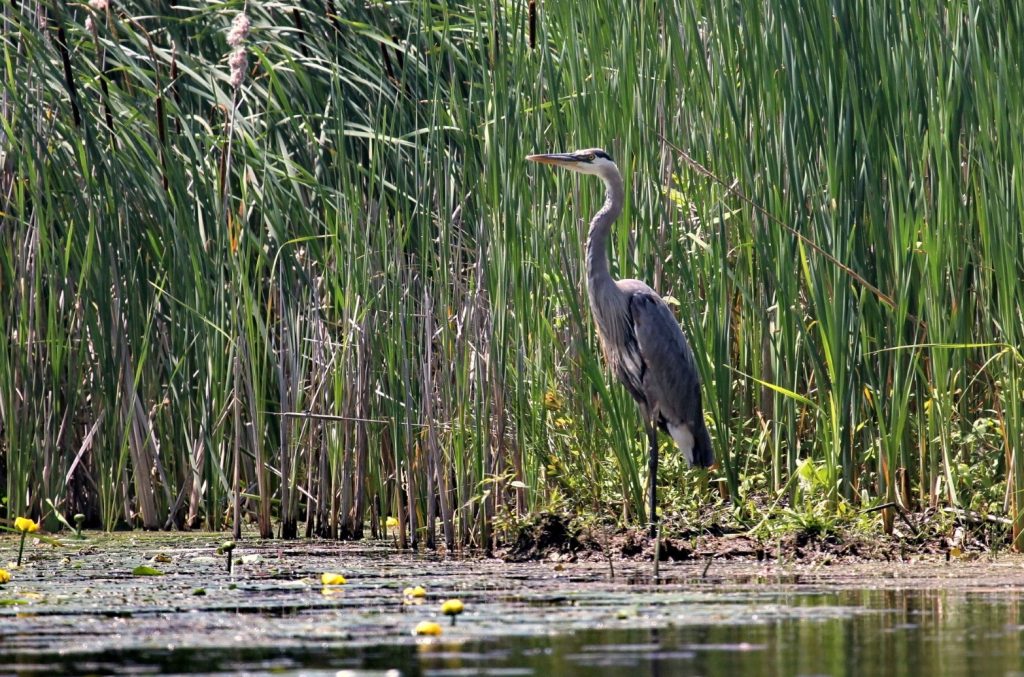 Great Blue Heron