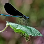 Important wetlands now protected by the Mississippi Madawaska Land Trust