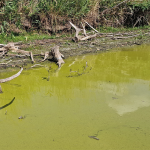 Health Unit raises awareness of harmful algal blooms