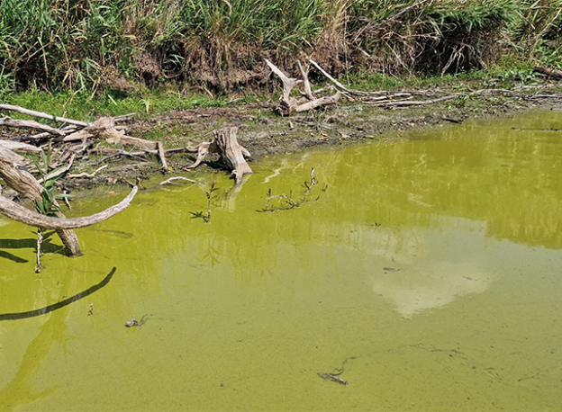 algal blooms