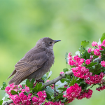 Local woman risks speeding ticket to deliver injured bird to rescue centre