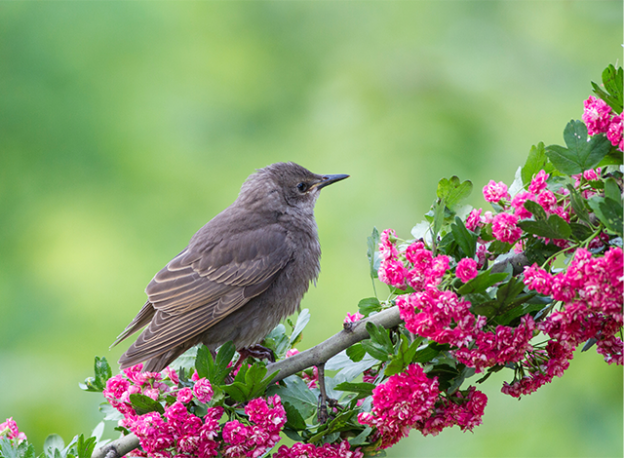 Baby Starling