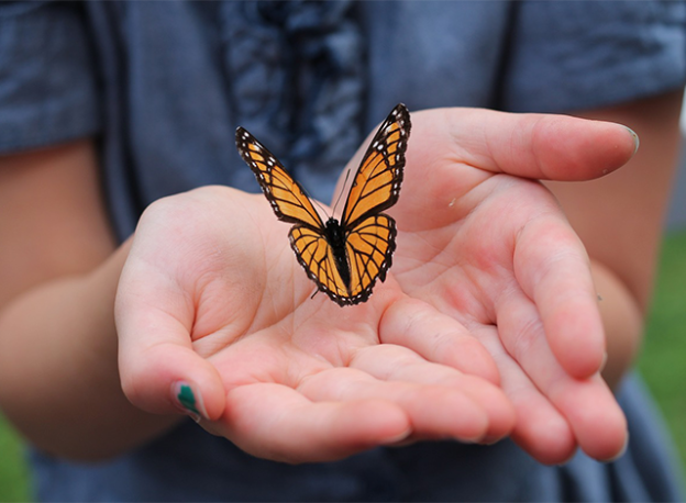 Monarch butterfly release.