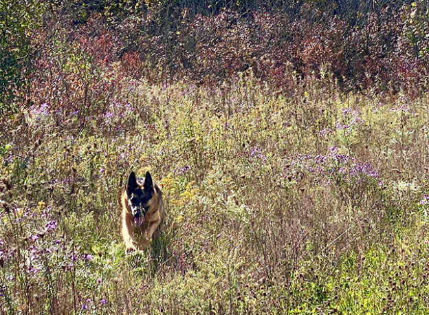 Lexi the German Shepard running through around the farm.